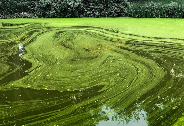 Foto vista de las algas en el lago