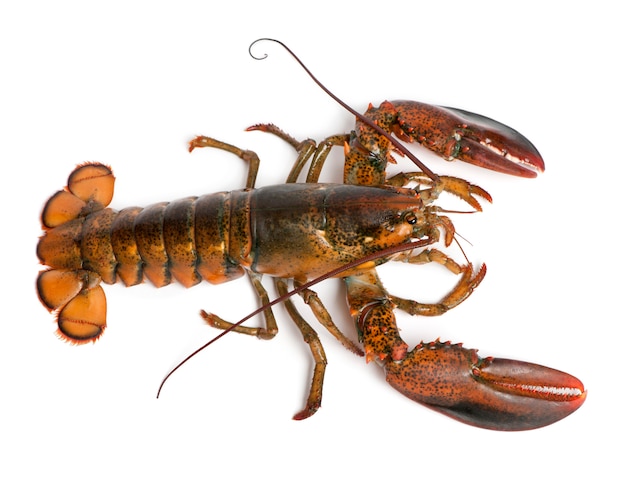 Vista alta ângulo, de, lagosta americana, homarus americanus,