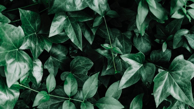 Foto vista alta ângulo, de, planta folha verde