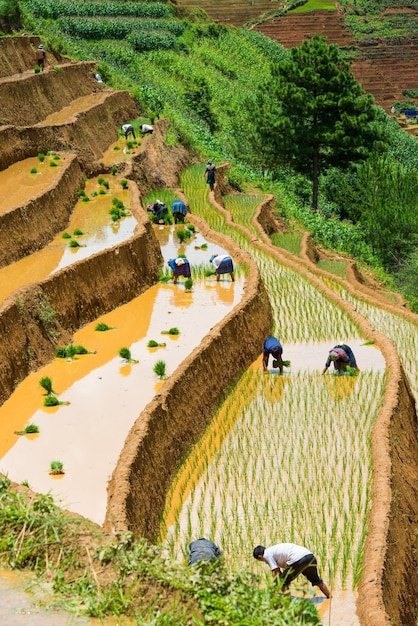Vista de alto ángulo de los agricultores que trabajan en el campo en terrazas