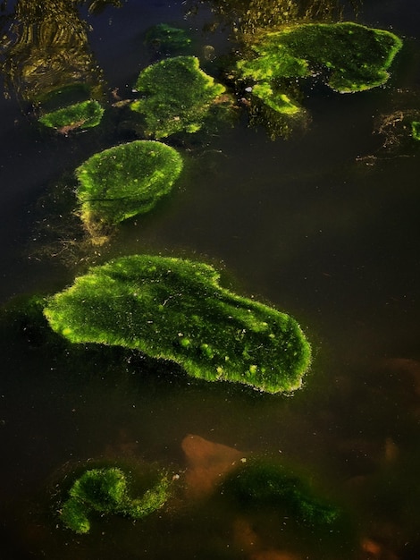 Foto vista de alto ángulo de las algas que flotan en el agua