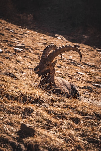 Foto vista de alto ángulo de un animal en el campo