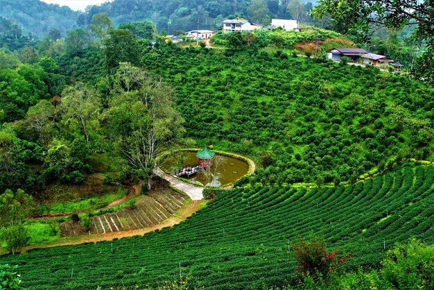 Foto vista de alto ángulo de árboles y plantas que crecen en tierra