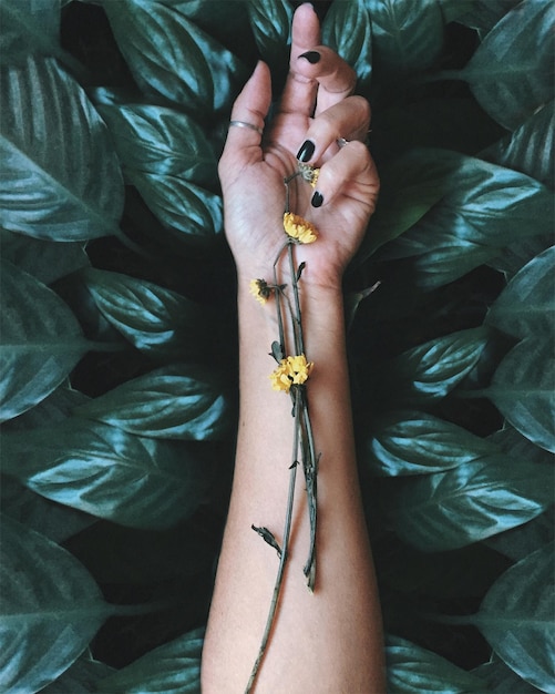 Vista de alto ángulo del brazo de la mujer y las flores secas