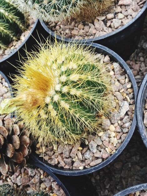 Foto vista de alto ángulo del cactus