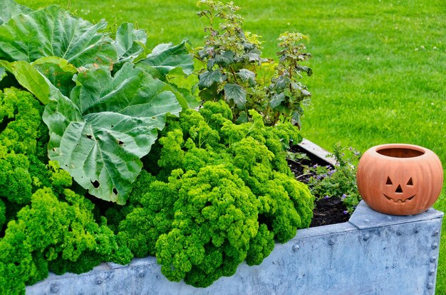 Foto vista de alto ángulo de las calabazas que crecen en la granja