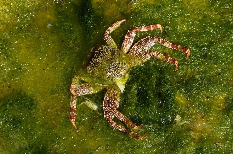 Foto vista de alto ángulo del cangrejo en el agua