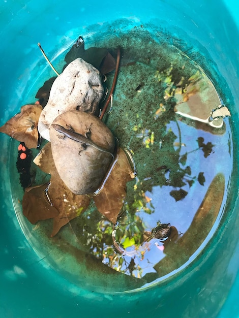 Foto vista de alto ángulo del cangrejo en el agua