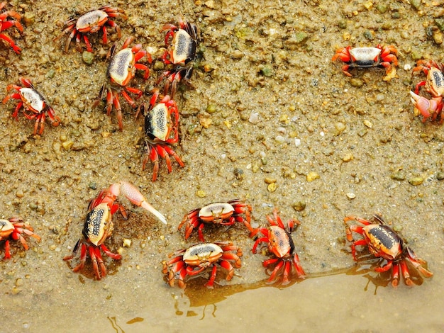 Foto vista de alto ángulo del cangrejo en la playa