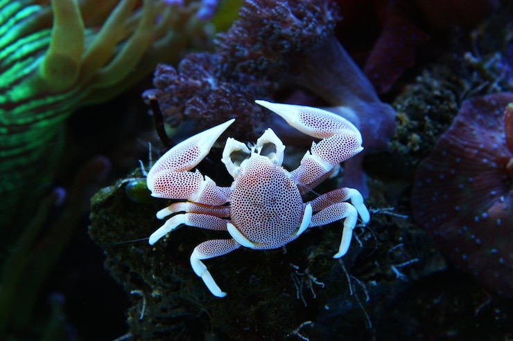 Foto vista de alto ángulo del cangrejo de porcelana en el coral en el mar