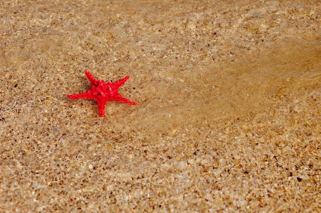 Foto vista de alto ángulo del cangrejo rojo en la arena