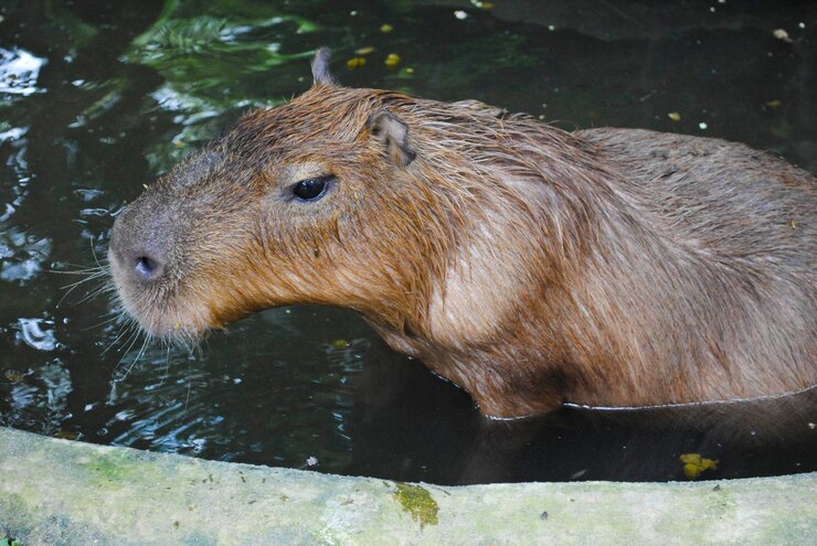 Foto vista de alto ángulo de capibara en el estanque