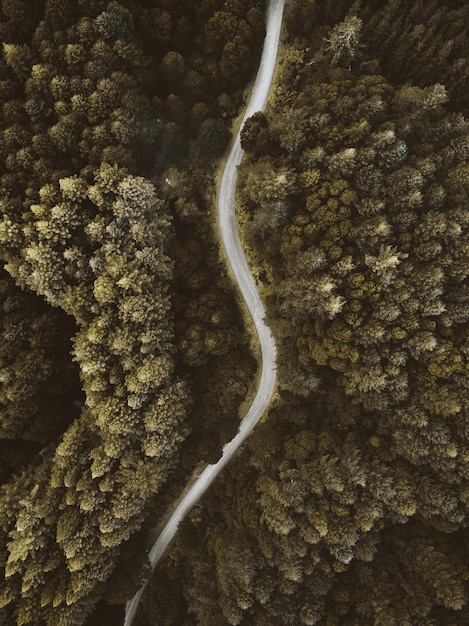 Vista de alto ángulo de la carretera a través de los árboles