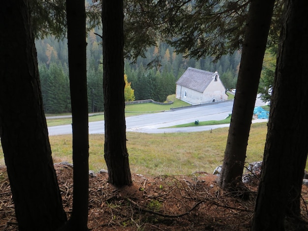 Foto vista de alto ángulo de la casa y el campo visto a través de los árboles