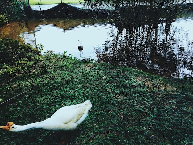 Foto vista de alto ángulo del cisne en el lago