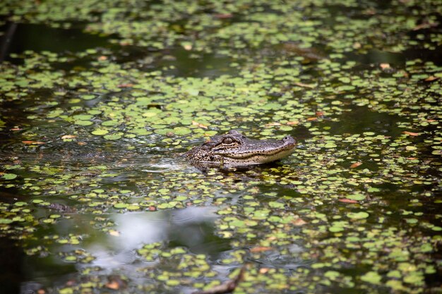 Foto vista de alto ángulo del cocodrilo en el lago