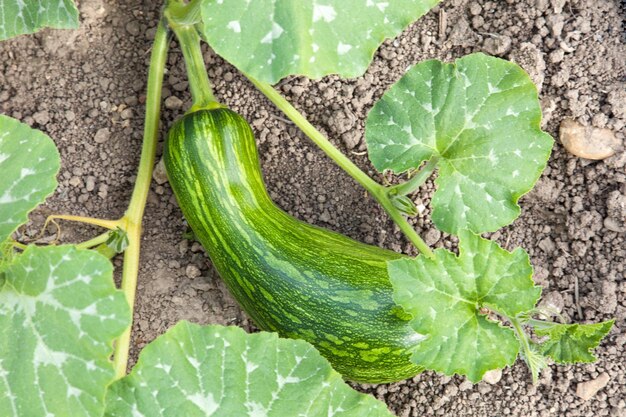 Foto vista de alto ángulo del cultivo de hortalizas en el campo