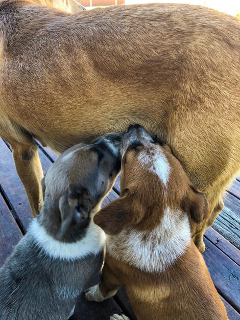 Foto vista de alto ángulo de dos perros