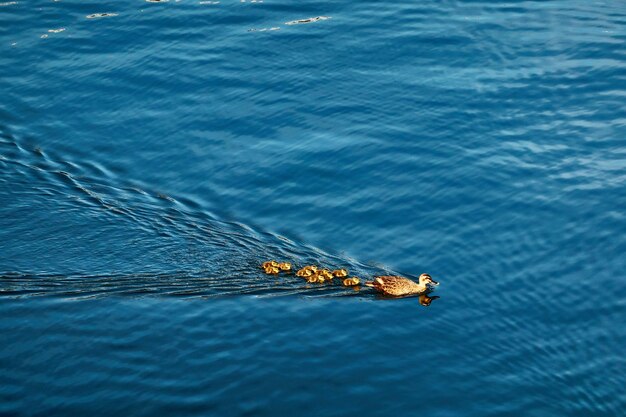 Vista de alto ángulo de una familia de aves nadando en el mar