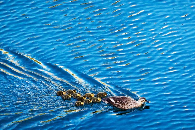 Foto vista de alto ángulo de la familia de patos nadando en el mar