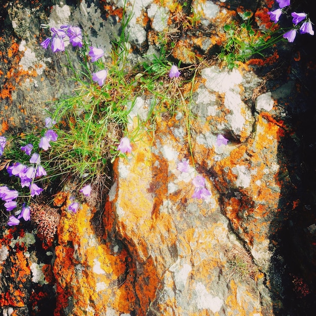 Foto vista de alto ángulo de las flores púrpuras que crecen en la roca desgastada