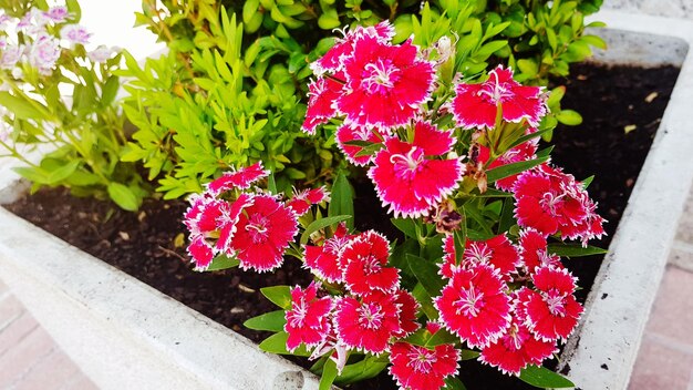 Foto vista de alto ángulo de flores rosadas frescas floreciendo en plantas en maceta