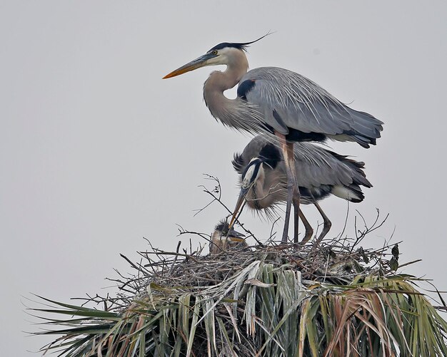 Foto vista de alto ángulo de la garza gris posada en una grúa