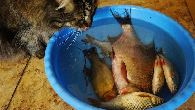 Foto vista de alto ángulo de un gatito mirando a los peces en el contenedor