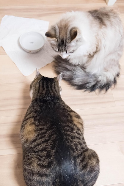 Vista de alto ángulo del gato descansando en el suelo en casa