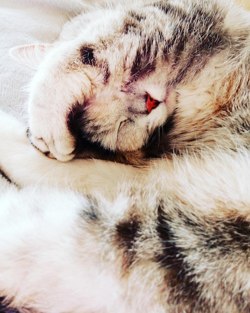 Vista de alto ángulo de un gato durmiendo en casa