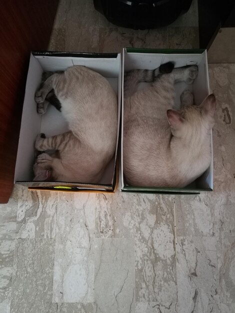 Foto vista de alto ángulo del gato durmiendo