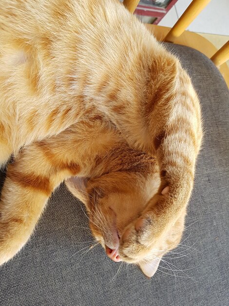 Foto vista de alto ángulo del gato rojo durmiendo