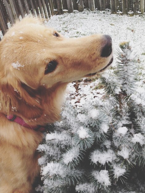 Foto vista de alto ángulo del golden retriever en el patio trasero cubierto de nieve