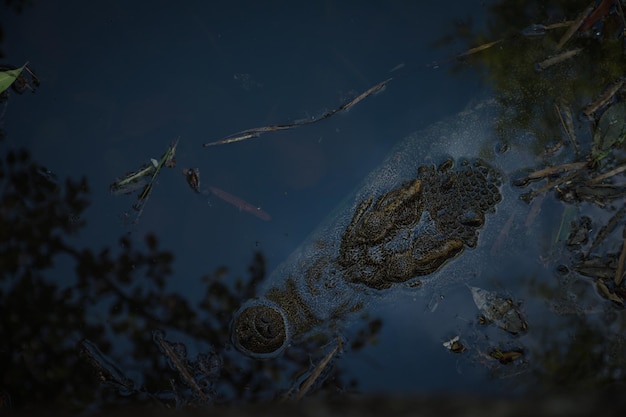Foto vista de alto ángulo de un gran cocodrilo en el lago salvaje
