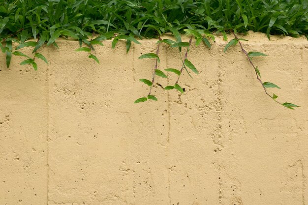 Foto vista de alto ángulo de la hierba en la arena