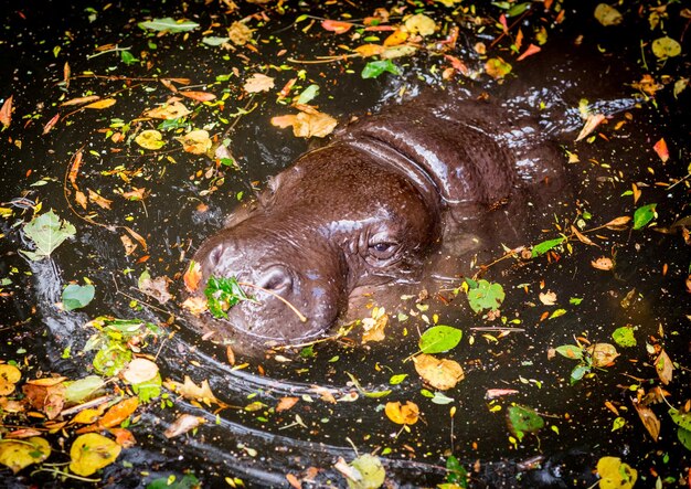 Foto vista de alto ángulo del hipopótamo pigmeo en el agua