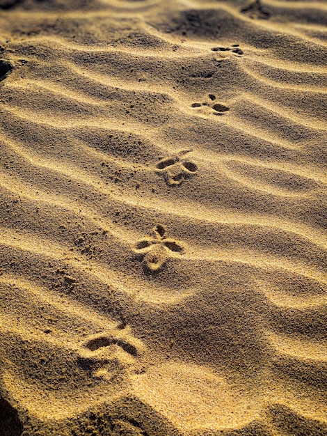 Foto vista de alto ángulo de las huellas en la arena de la playa