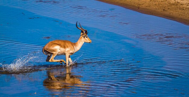 Foto vista de alto ángulo de un impala saltando en el lago