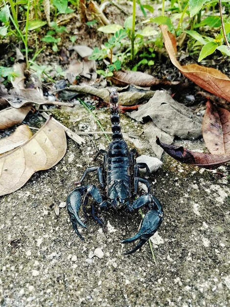Vista de alto ángulo de un insecto en la roca