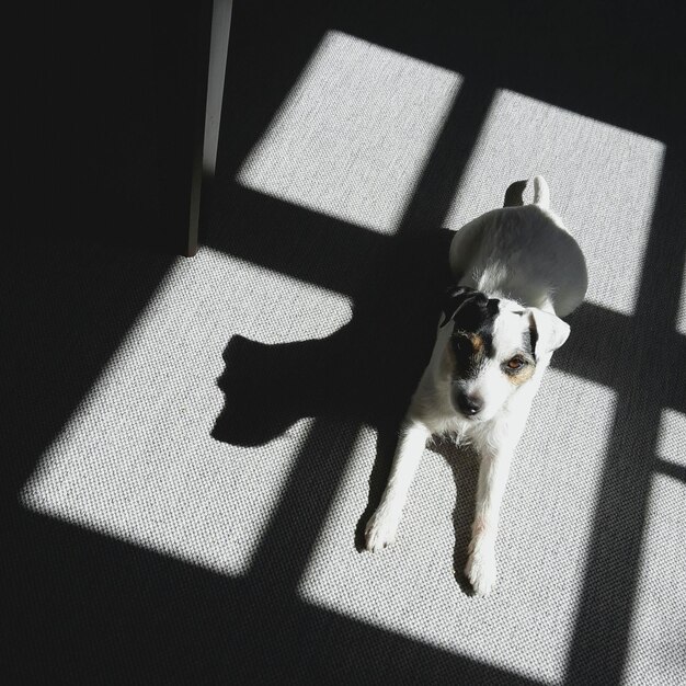 Foto vista de alto ángulo de jack russell terrier con sombra