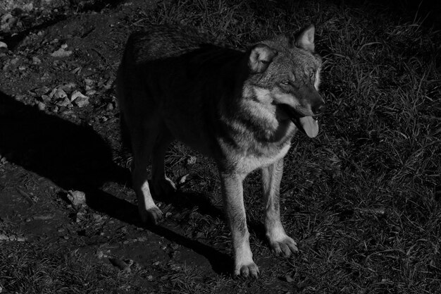 Foto vista de alto ángulo del lobo de campo