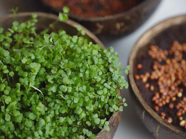 Vista de alto ángulo de micro greens en un cuenco en la mesa