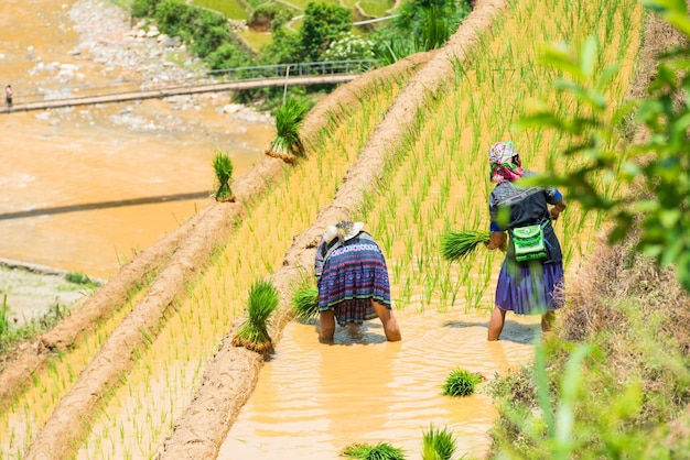 Vista de alto ángulo de mujeres trabajando en un campo en terrazas