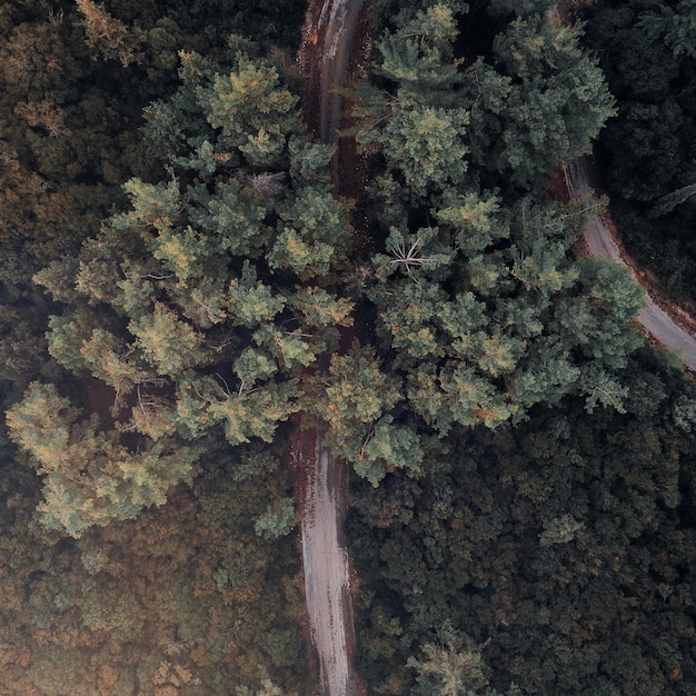 Foto vista de alto ángulo del musgo en el tronco del árbol