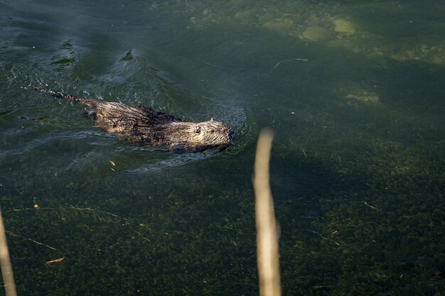 Foto vista de alto ángulo de nutrias nadando en el agua