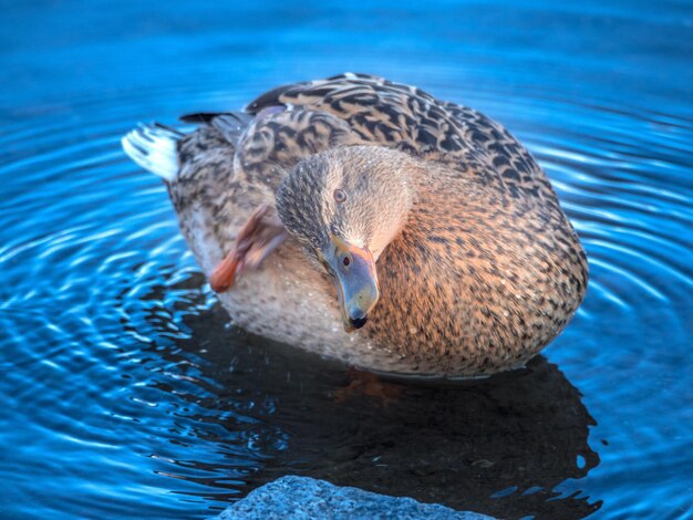 Foto vista de alto ángulo del pato nadando en el lago