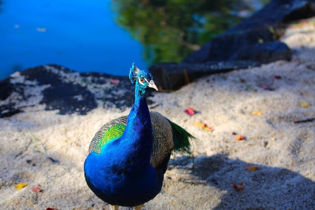 Foto vista de alto ángulo del pavo real en la roca