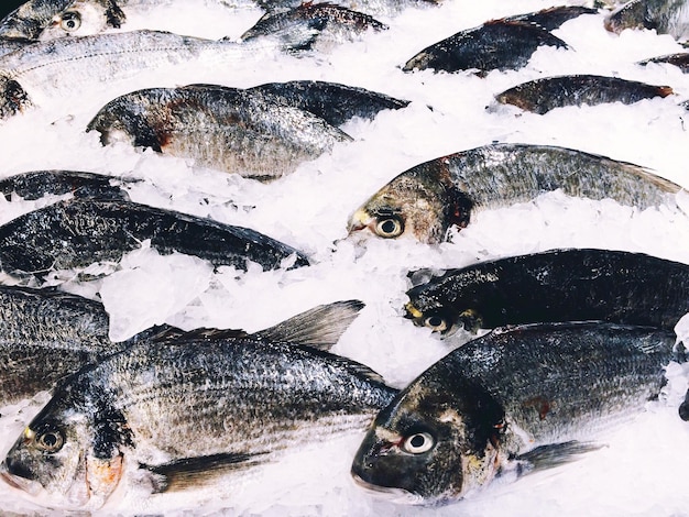 Vista de alto ángulo de peces en el hielo en el mercado