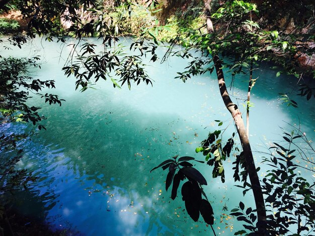 Foto vista de alto ángulo de peces nadando en el lago