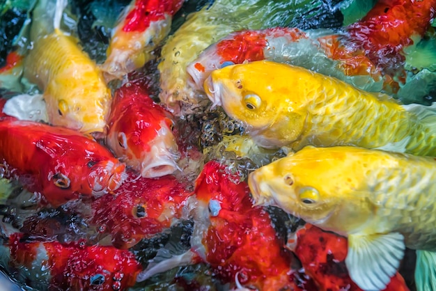 Foto vista de alto ángulo de peces nadando en el mar